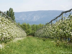 Projet GreenGO PEREN, amélioration de la performance environnementale de la pomme 