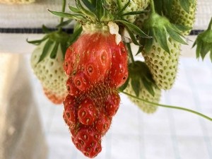 Adaptabilité de différentes variétés de fraisiers face au changement climatique 