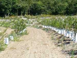 Nombre moyen et raisonnement des traitements