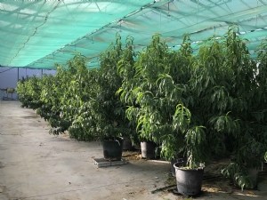 Différents financements des plantes mères initiales pour la Certification 