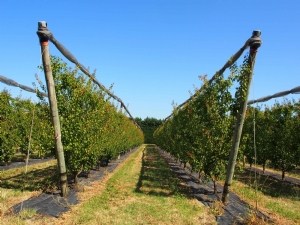 Adapter la stratégie phytosanitaire à l'évolution de la végétation 