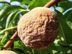 Impact du mode de fertilisation et de solutions alternatives sur les maladies de conservation 