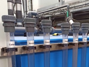 Variabilité de résilience de la tomate en serre chauffée, sous contrainte énergétique et nutritive 