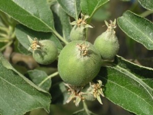 Quelles solutions pour l'éclaircissage en arboriculture biologique ? 