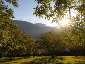 Les chauves-souris en noyeraie AOP Noix de Grenoble 