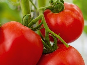 Synthèse de trois années d'essais sur la tomate