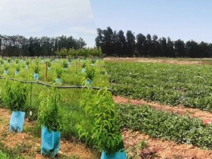 Choisir et optimiser sa stratégie de fertilisation en culture biologique 