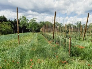 L'agroforesterie au service des cultures fruitières et maraîchères ? 