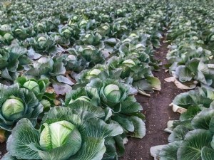 Adaptation des itinéraires techniques du bassin lyonnais face au changement climatique 