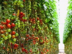 Amélioration de la performance environnementale en tomate et concombre sous abri 