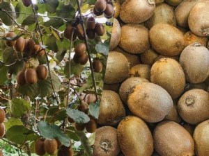 Récoltes précoces ou tardives : quel effet sur la qualité du kiwi Hayward après conservation ? 