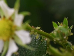 Fertilisation et gestion des pucerons en fraise : étude de stratégies de protection 