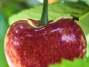OPTIMISer le contrôle de Drosophila suzukii via les Insectes Stériles et Incompatibles 
