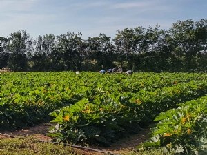 Trois ans d'étude sur le paillage biodégradable en cultures maraîchères 
