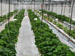 Mise au point d'un outil de pilotage de la fertilisation azotée pour la fraise hors-sol 