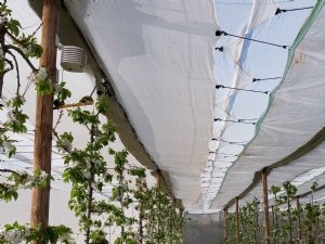 Microclimat sous filet monoparcelle en verger de cerisiers 