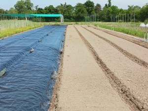 SOLutions pour une meilleure gestion des Adventices dans les cultures de Fruits et Légumes 