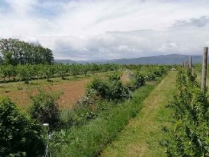 Variétés de melon et outils de suivi de l'irrigation face au stress hydrique 