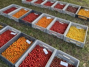 De nouvelles variétés de tomates cerises résistantes au ToBRFV, un incontournable de l'offre actuelle 