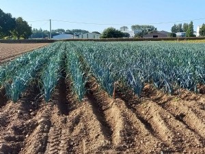 Évaluation variétale de poireaux en agriculture biologique : résultats d'un essai multi-séries 2023-2024 