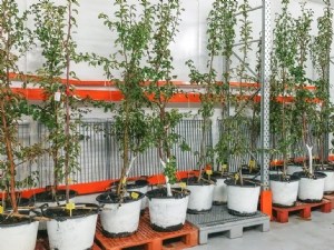 Dormance perturbée chez le poirier : révélations après deux campagnes d'essais 