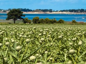 Une filière de l'artichaut en mutation, entre défis et opportunités 