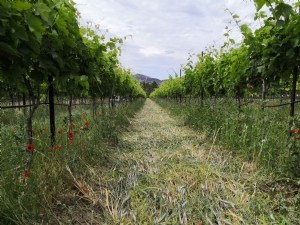 Réduction des Intrants en raisin de TAble et Protection de l'Eau 