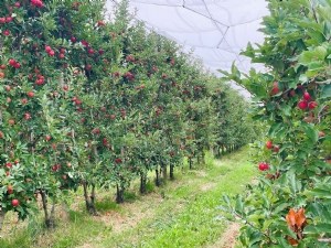 Pommier Buckeye ®  GALA Simmons cov  : des performances agronomiques inégalées 