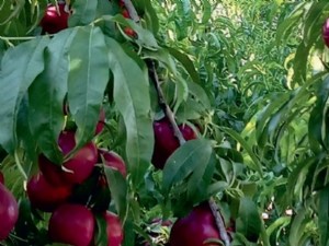 Pêches et nectarines : évaluer pour mieux choisir les variétés de demain 