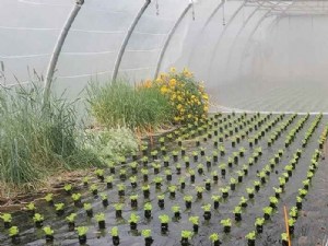 Les plantes de services, pour quel usage ? Comment ? 