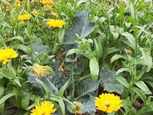 Associer le chou et le souci officinal pour limiter les pontes de la mouche  Delia radicum 
