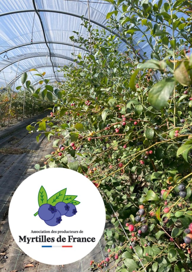 Conservation de la myrtille