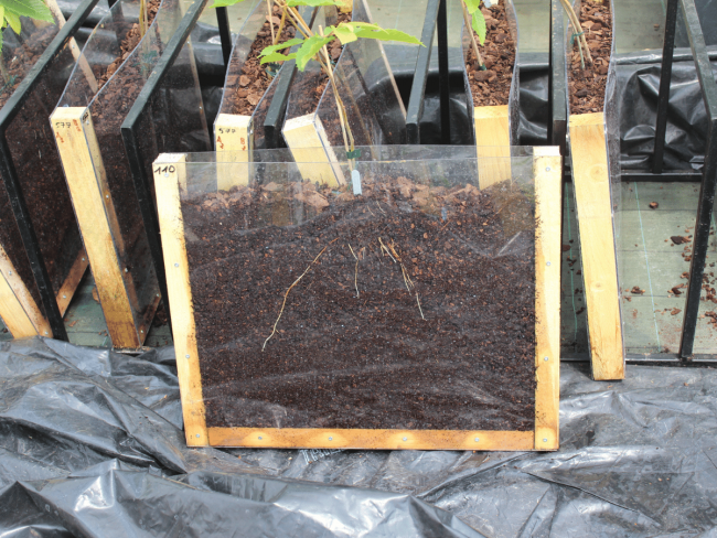 Combinaison variétés porte-greffe de châtaignier et sensibilité au stress hydrique
