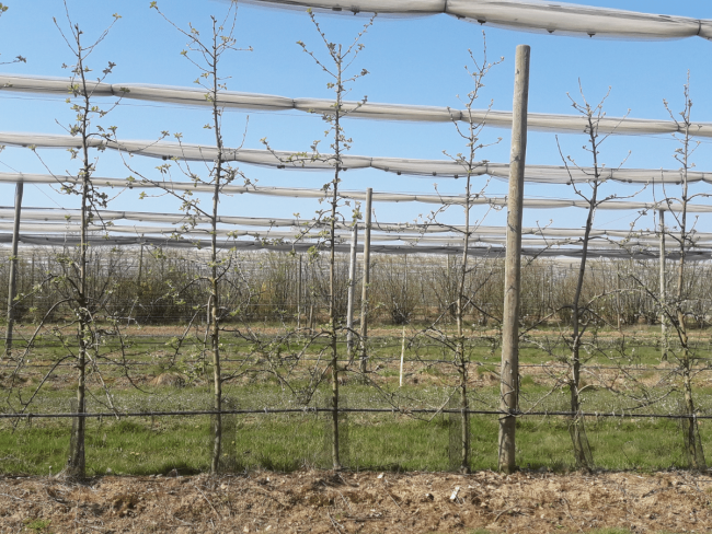 Étude variétale du pommier en Agriculture Biologique et conventionnelle