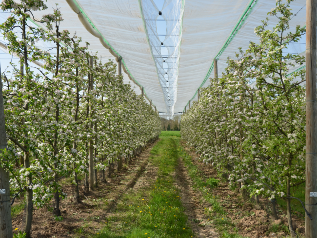 Performance environnementale de la pomme  - GreenGo PEREN