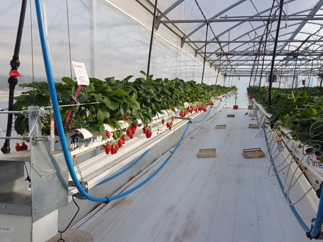 Gestion des principaux ravageurs du fraisier via la fertilisation et une lutte intégrée - OPTIFERTI