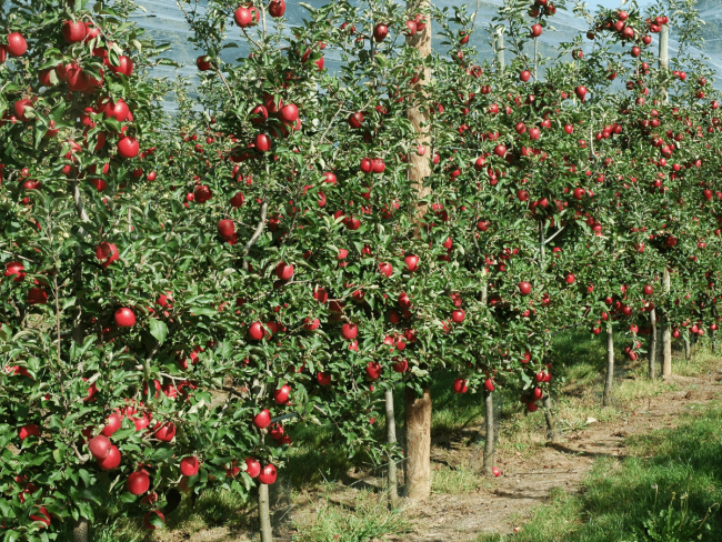 Verger de pommier en haute productivité