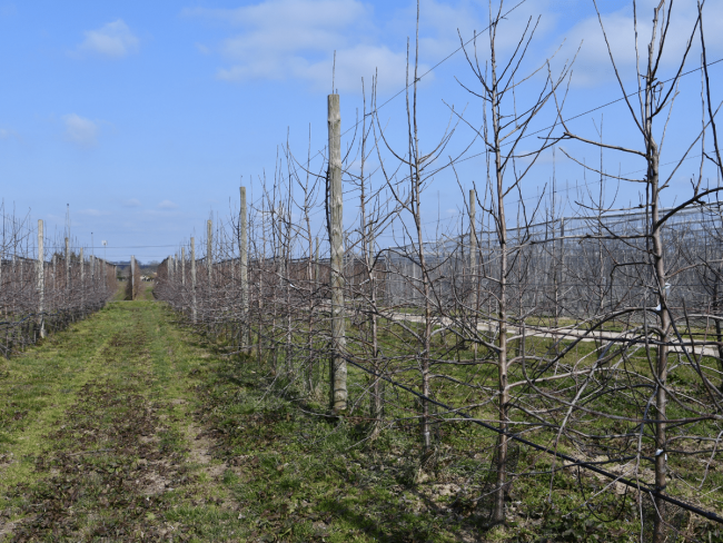 Évaluation agronomique des porte-greffe de pommier