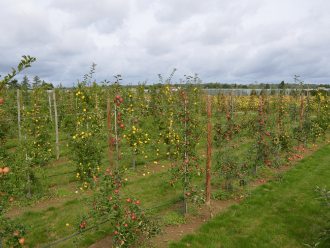 Évaluation variétale de la pomme 