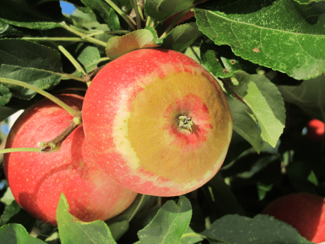 Impact du changement climatique sur l'arboriculture fruitière