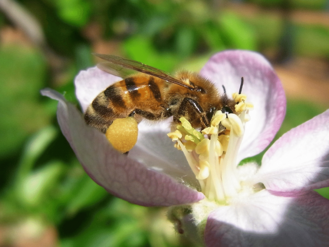 Évaluation du dispositif de pollinisation en verger