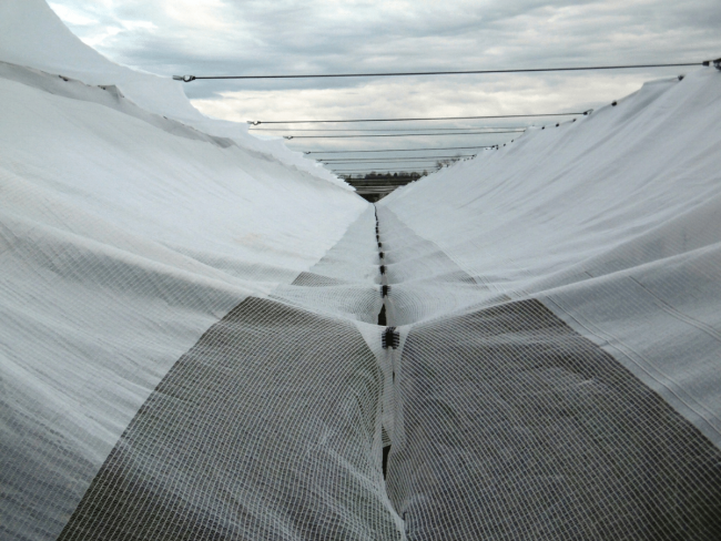 L'étude des bâches anti-pluie contre la tavelure et les maladies de conservation du pommier