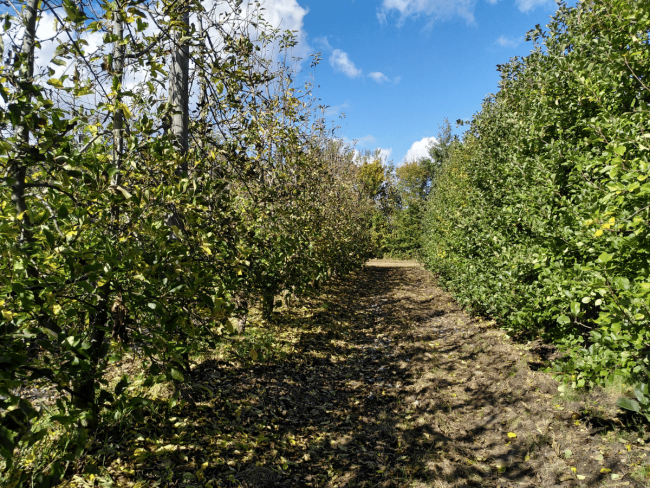 Lutte contre le  puceron cendré à l'automne