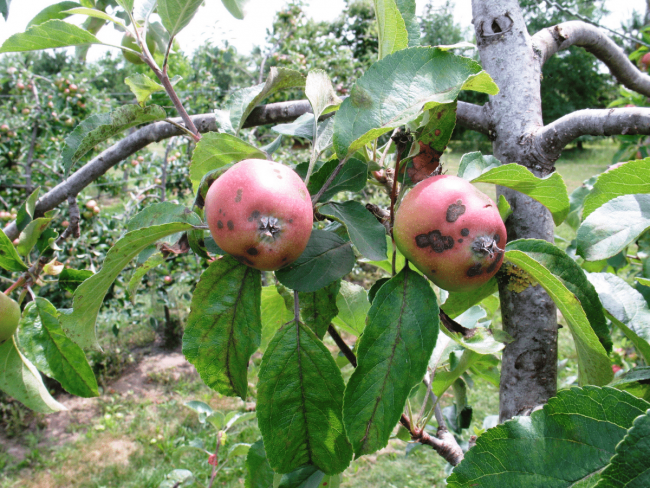 Évaluation de PNPP, biostimulants et produits de biocontrôle sur la tavelure du pommier