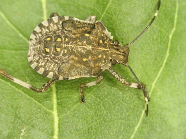 Stratégies de protection contre les punaises phytophages en vergers de pommier et poirier - SUPOR