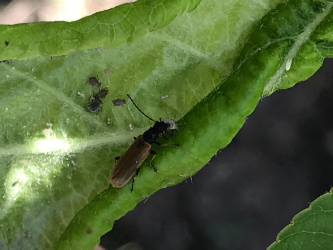 Système innovant pour la maîtrise des pucerons en vergers d'arbres fruitiers - SIMPA