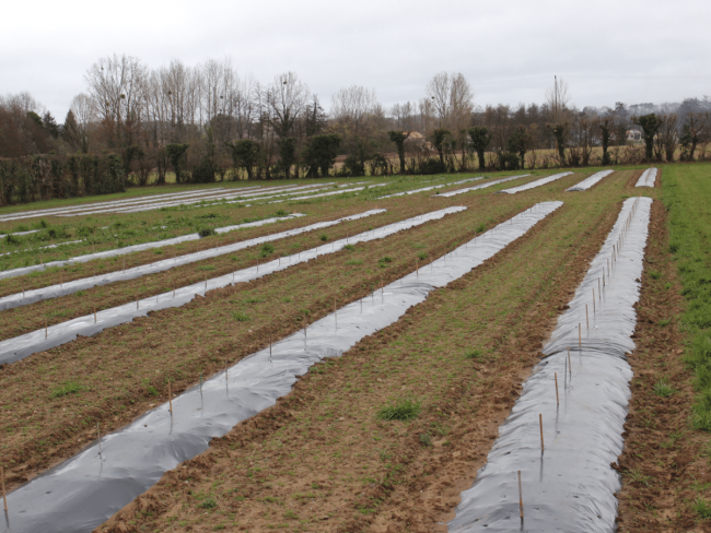 Comment désherber le jeune verger de pommier dans un contexte de réduction des herbicides ?