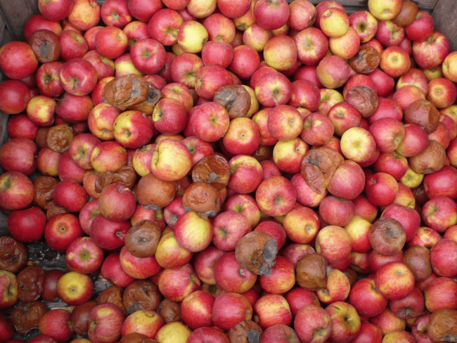 Évaluation de techniques innovantes pour lutter contre les maladies de conservation des pommes