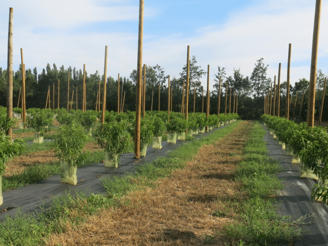 Concevoir des système de conduite très économes en produits phytosanitaires - EcoPêche 2