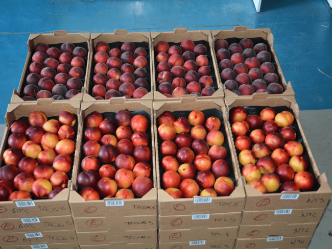 Équipement de tri à la maturité des fruits - QUA’DENS